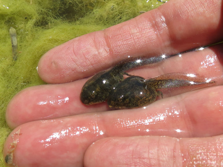 Red-spotted Toad Tadpoles